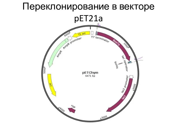 Переклонирование в векторе pET21a