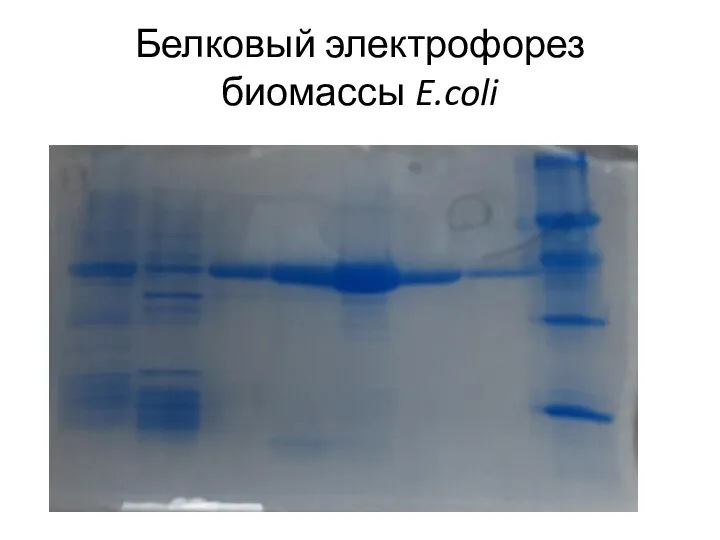 Белковый электрофорез биомассы E.coli