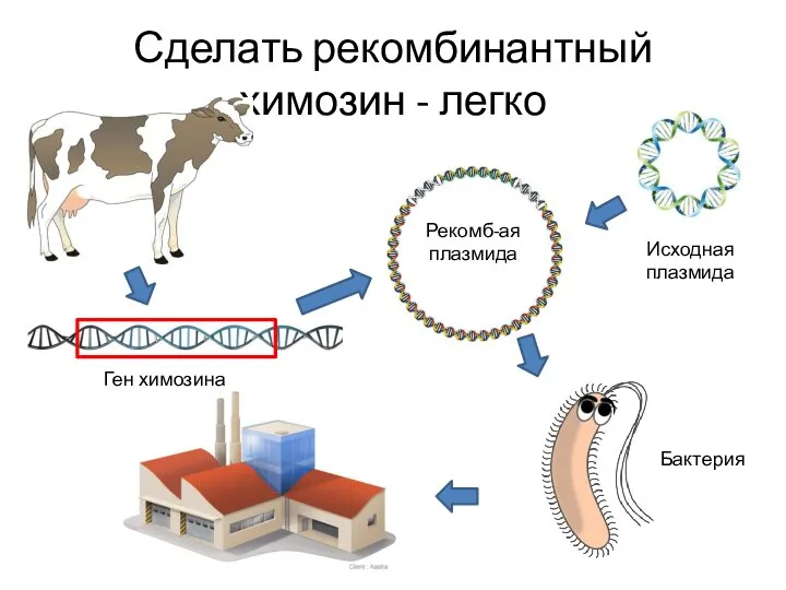 Сделать рекомбинантный химозин - легко Ген химозина Рекомб-ая плазмида Исходная плазмида Бактерия