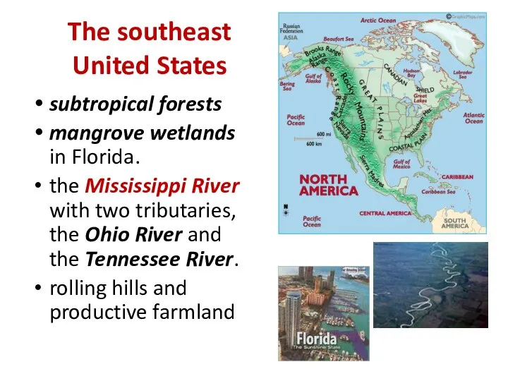 The southeast United States subtropical forests mangrove wetlands in Florida. the