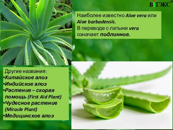 Наиболее известно Aloe vera или Aloe barbadensis. В переводе с латыни