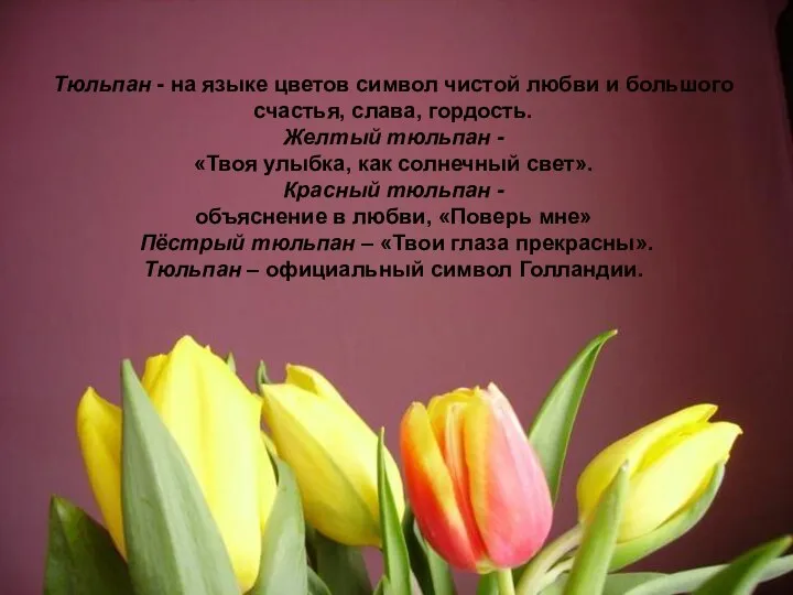 Тюльпан - на языке цветов символ чистой любви и большого счастья,