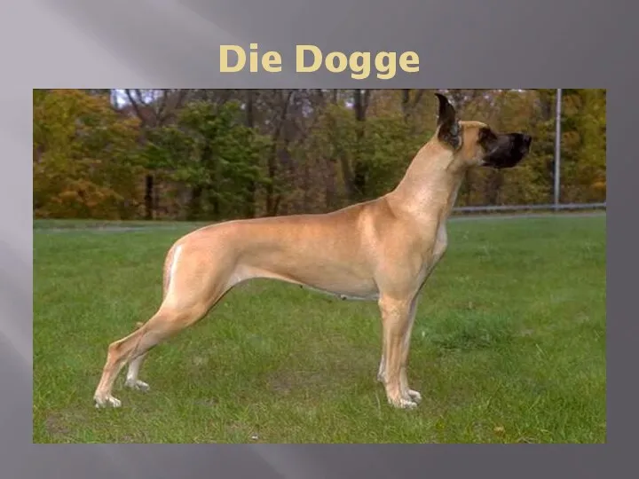 Die Dogge