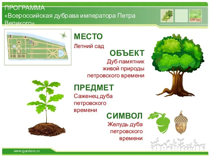 МЕСТО Летний сад ПРОГРАММА «Всероссийская дубрава императора Петра Великого» ОБЪЕКТ Дуб-памятник