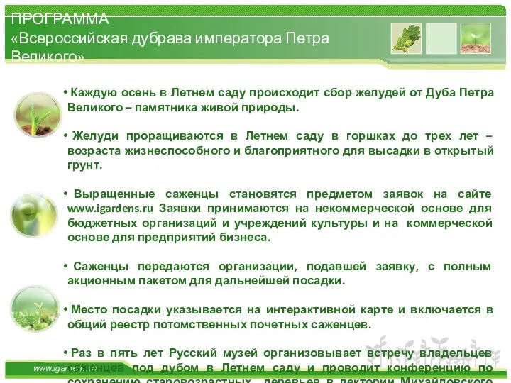 Каждую осень в Летнем саду происходит сбор желудей от Дуба Петра