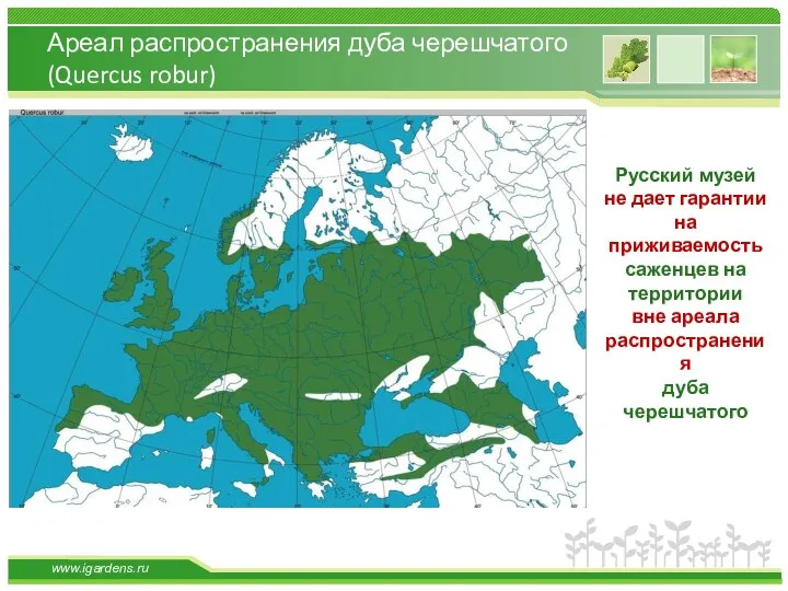 Ареал распространения дуба черешчатого (Quercus robur) Русский музей не дает гарантии