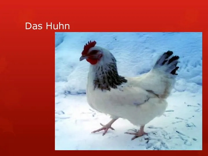 Das Huhn