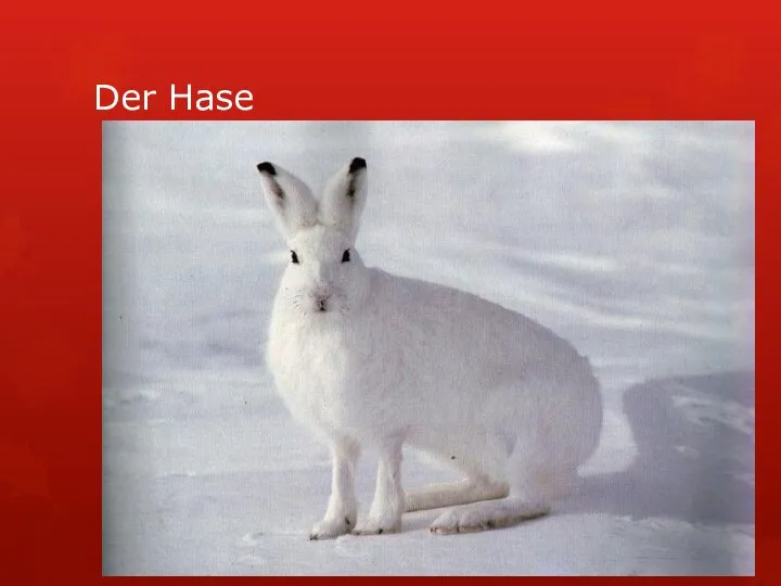 Der Hase