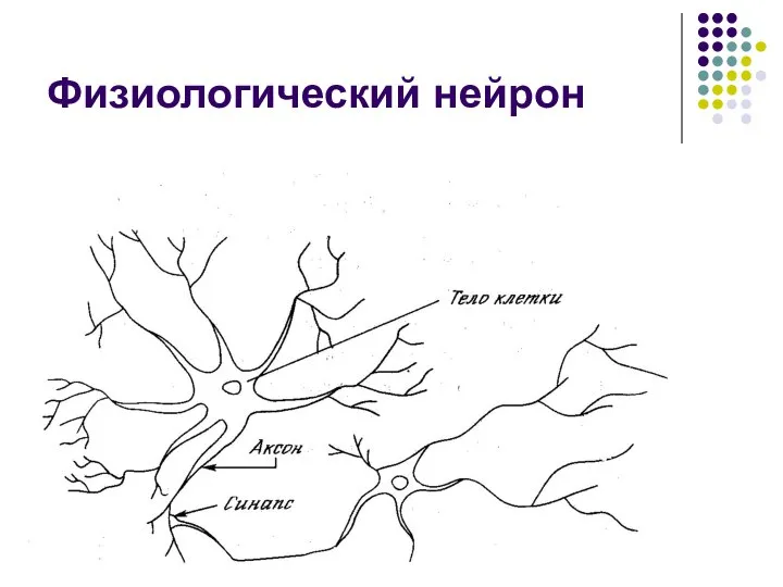 Физиологический нейрон