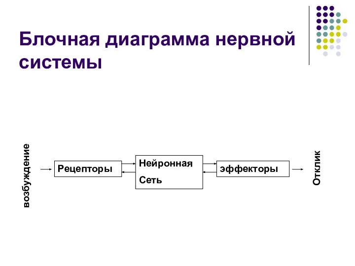 Блочная диаграмма нервной системы возбуждение Рецепторы Нейронная Сеть эффекторы Отклик