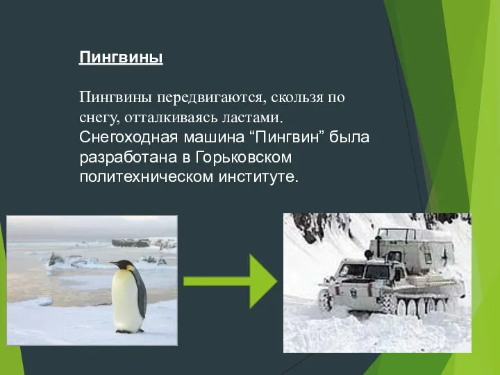 Пингвины Пингвины передвигаются, скользя по снегу, отталкиваясь ластами. Снегоходная машина “Пингвин”