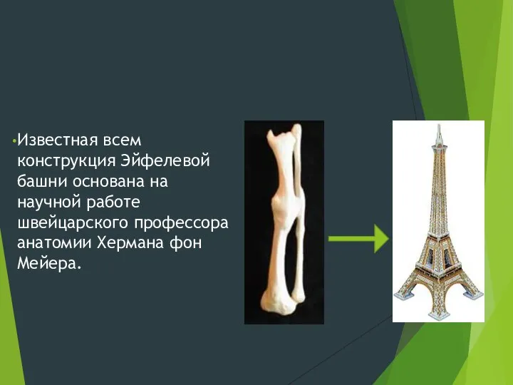 Известная всем конструкция Эйфелевой башни основана на научной работе швейцарского профессора анатомии Хермана фон Мейера.