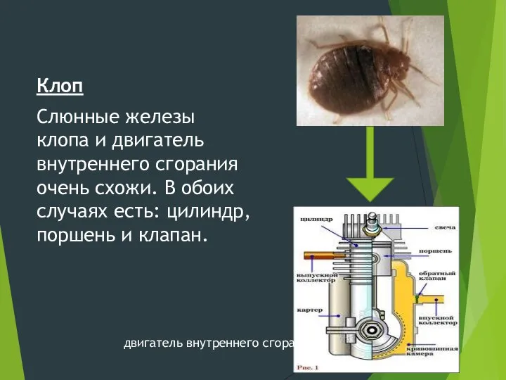 Клоп Слюнные железы клопа и двигатель внутреннего сгорания очень схожи. В