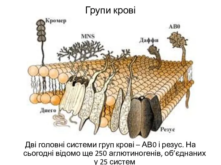 Групи крові Дві головні системи груп крові – АВ0 і резус.