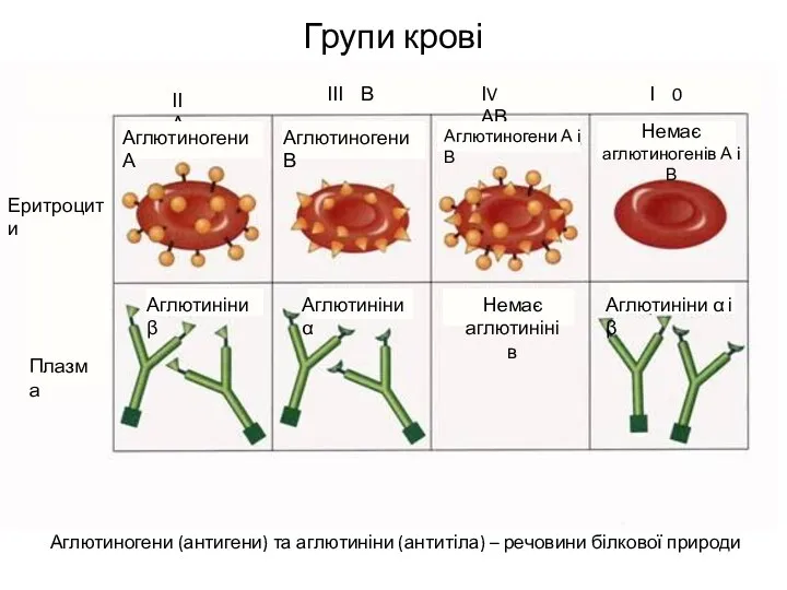 Групи крові Аглютиногени (антигени) та аглютиніни (антитіла) – речовини білкової природи