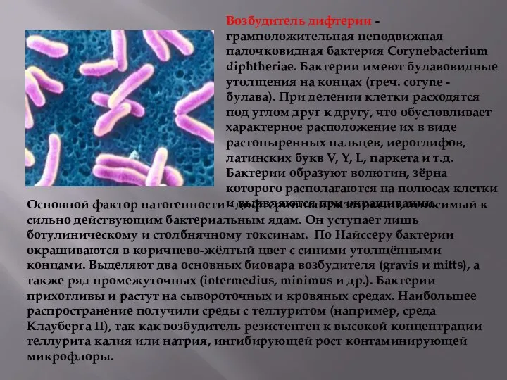 Возбудитель дифтерии - грамположительная неподвижная палочковидная бактерия Corynebacterium diphtheriae. Бактерии имеют