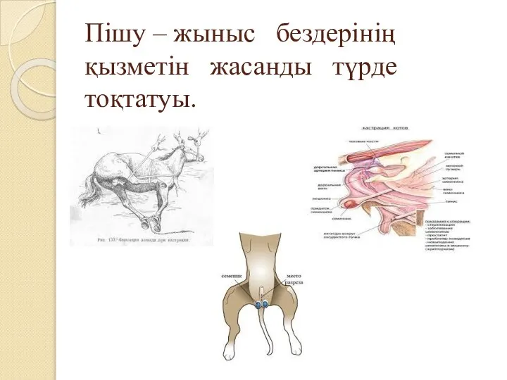 Пішу – жыныс бездерінің қызметін жасанды түрде тоқтатуы.