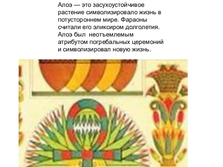 Алоэ — это засухоустойчивое растение символизировало жизнь в потустороннем мире. Фараоны