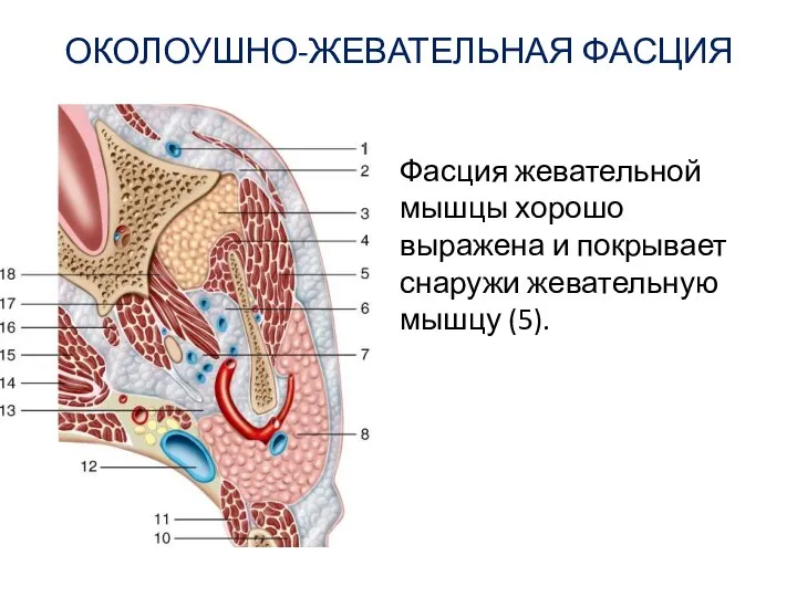 Фасция жевательной мышцы хорошо выражена и покрывает снаружи жевательную мышцу (5). ОКОЛОУШНО-ЖЕВАТЕЛЬНАЯ ФАСЦИЯ