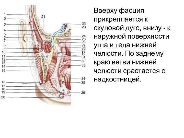 Вверху фасция прикрепляется к скуловой дуге, внизу - к наружной поверхности