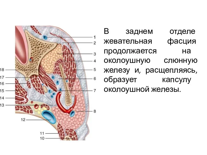 В заднем отделе жевательная фасция продолжается на околоушную слюнную железу и, расщепляясь, образует капсулу околоушной железы.