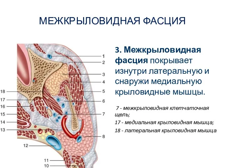 МЕЖКРЫЛОВИДНАЯ ФАСЦИЯ 7 - межкрыловидная клетчаточная щель; 17 - медиальная крыловидная