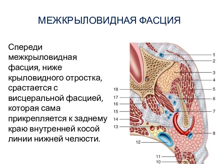 МЕЖКРЫЛОВИДНАЯ ФАСЦИЯ Спереди межкрыловидная фасция, ниже крыловидного отростка, срастается с висцеральной