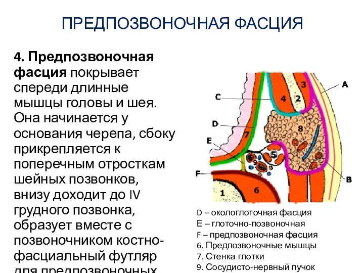 ПРЕДПОЗВОНОЧНАЯ ФАСЦИЯ 4. Предпозвоночная фасция покрывает спереди длинные мышцы головы и