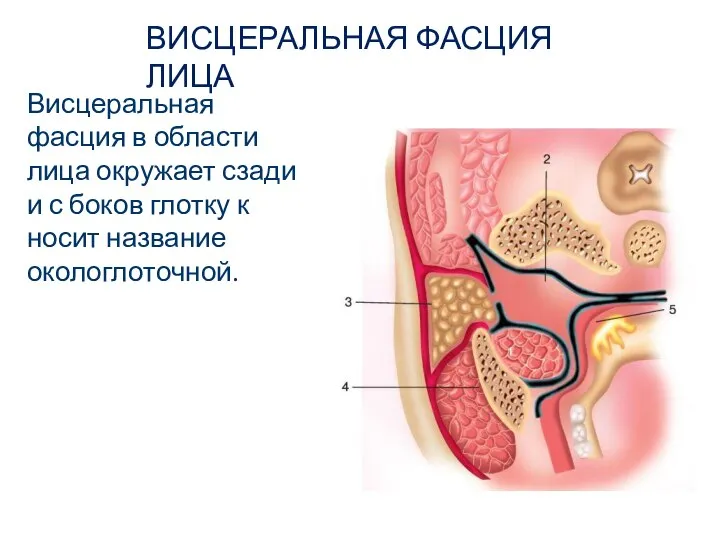 ВИСЦЕРАЛЬНАЯ ФАСЦИЯ ЛИЦА Висцеральная фасция в области лица окружает сзади и