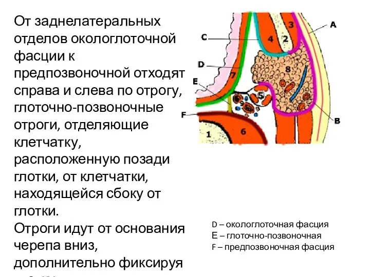 От заднелатеральных отделов окологлоточной фасции к предпозвоночной отходят справа и слева