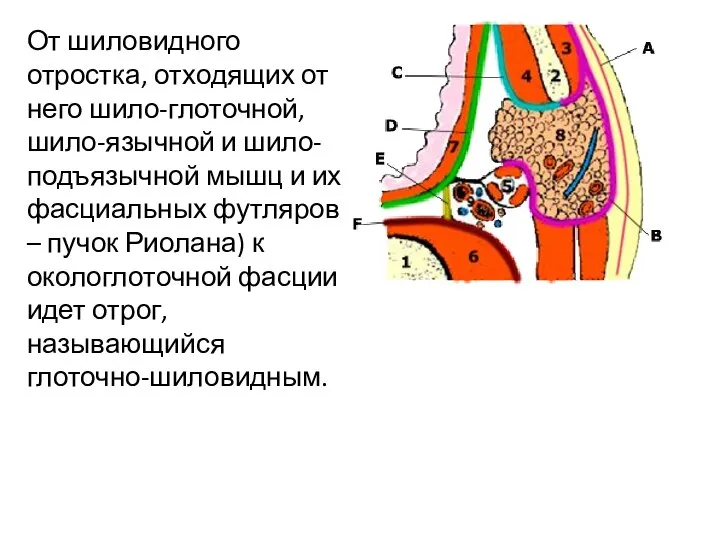 От шиловидного отростка, отходящих от него шило-глоточной, шило-язычной и шило-подъязычной мышц