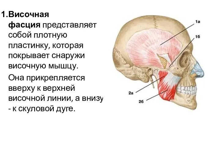 Височная фасция представляет собой плотную пластинку, которая покрывает снаружи височную мышцу.