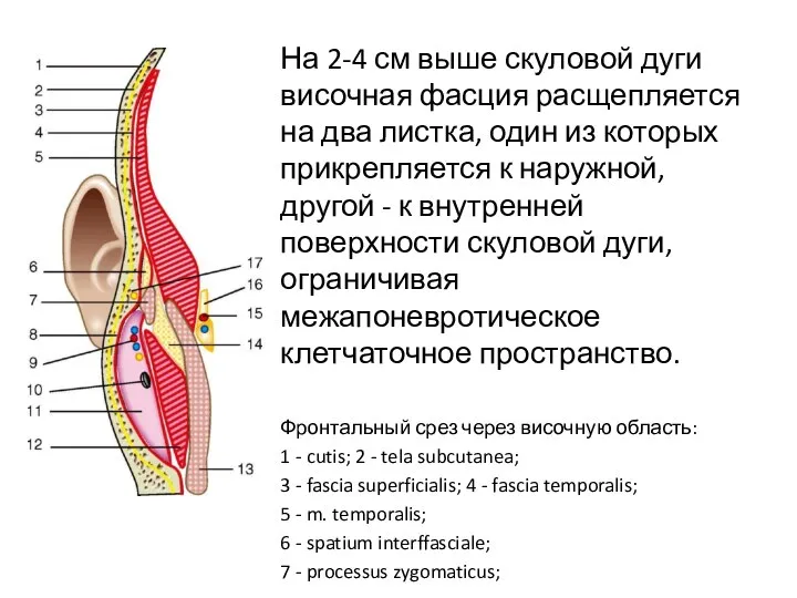 На 2-4 см выше скуловой дуги височная фасция расщепляется на два