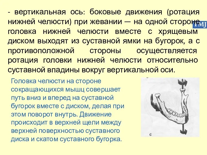 - вертикальная ось: боковые движения (ротация нижней челюсти) при жевании —