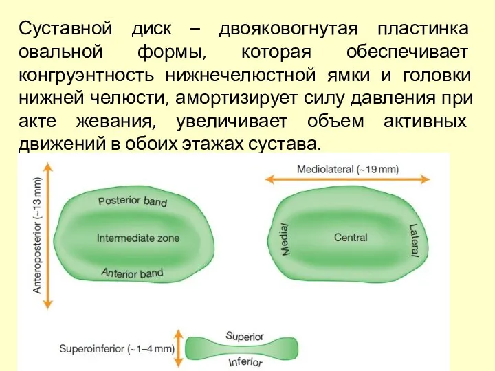 Суставной диск – двояковогнутая пластинка овальной формы, которая обеспечивает конгруэнтность нижнечелюстной