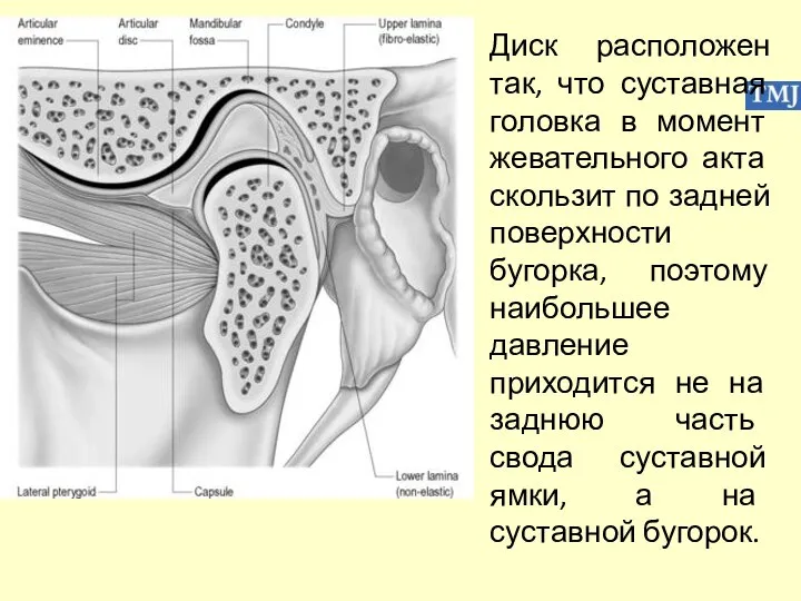 Диск расположен так, что суставная головка в момент жевательного акта скользит