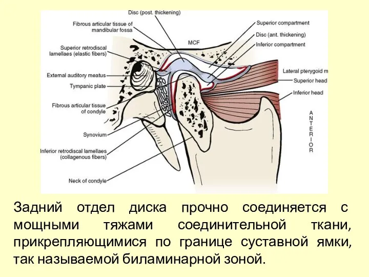 Задний отдел диска прочно соединяется с мощными тяжами соединительной ткани, прикрепляющимися