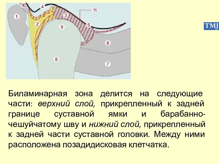 Биламинарная зона делится на следующие части: верхний слой, прикрепленный к задней