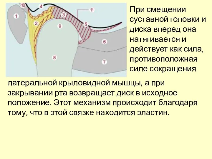 При смещении суставной головки и диска вперед она натягивается и действует