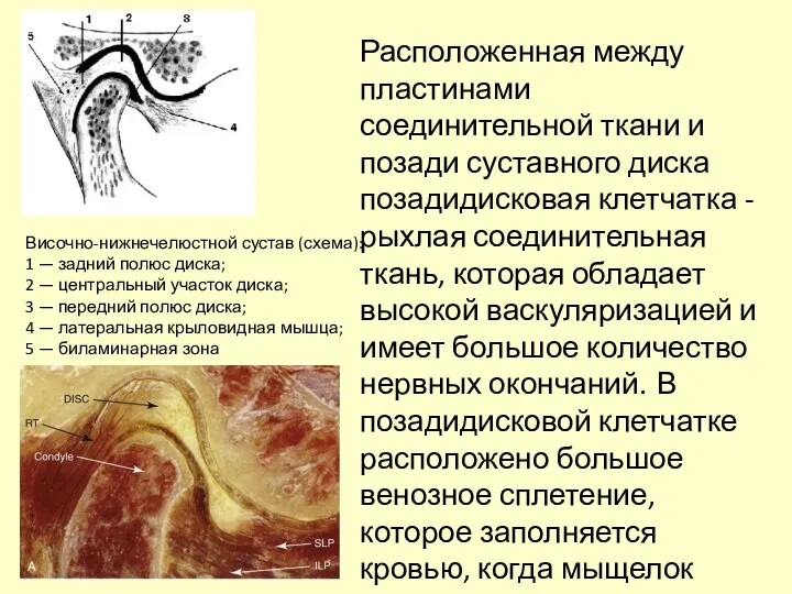 Височно-нижнечелюстной сустав (схема): 1 — задний полюс диска; 2 — центральный