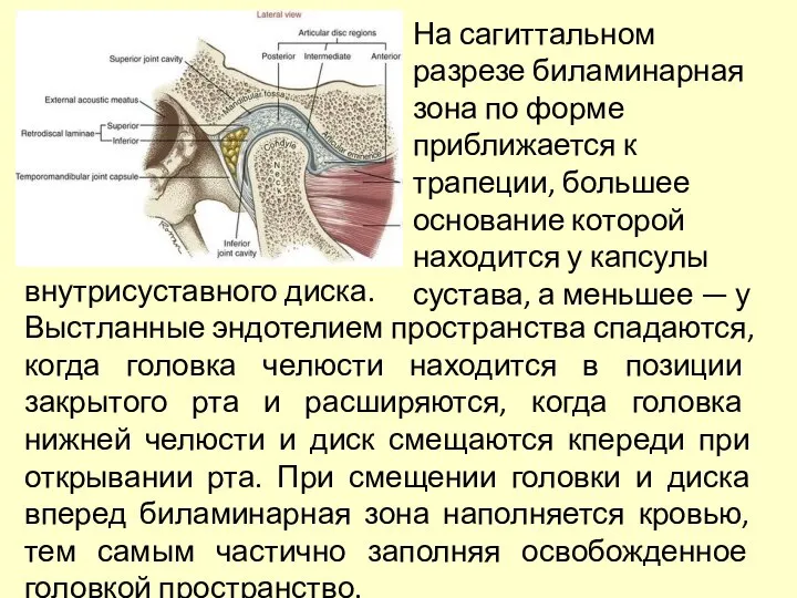 На сагиттальном разрезе биламинарная зона по форме приближается к трапеции, большее