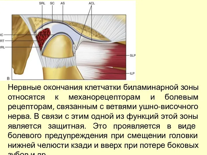 Нервные окончания клетчатки биламинарной зоны относятся к механорецепторам и болевым рецепторам,