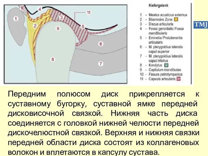 Передним полюсом диск прикрепляется к суставному бугорку, суставной ямке передней дисковисочной