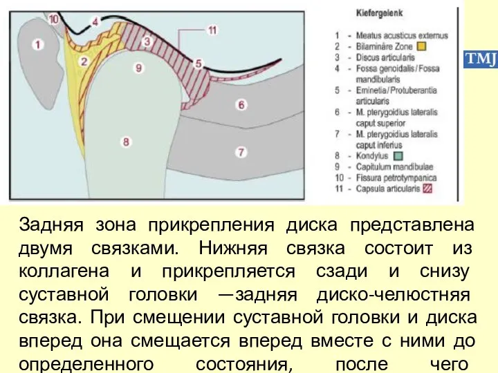 Задняя зона прикрепления диска представлена двумя связками. Нижняя связка состоит из