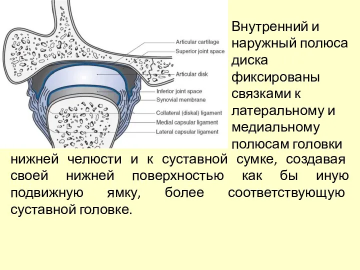 Внутренний и наружный полюса диска фиксированы связками к латеральному и медиальному