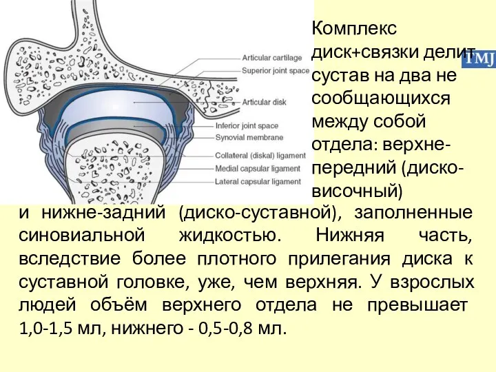 Комплекс диск+связки делит сустав на два не сообщающихся между собой отдела: