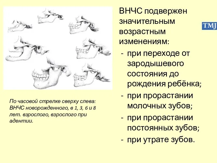 ВНЧС подвержен значительным возрастным изменениям: при переходе от зародышевого состояния до