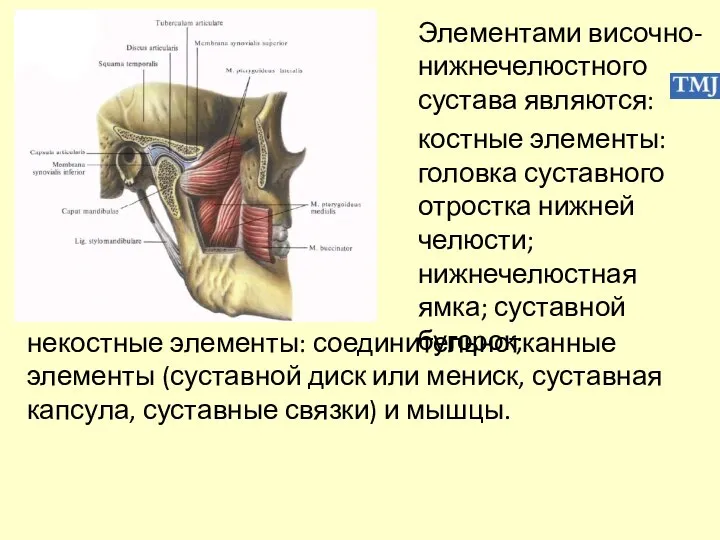 Элементами височно-нижнечелюстного сустава являются: костные элементы: головка суставного отростка нижней челюсти;