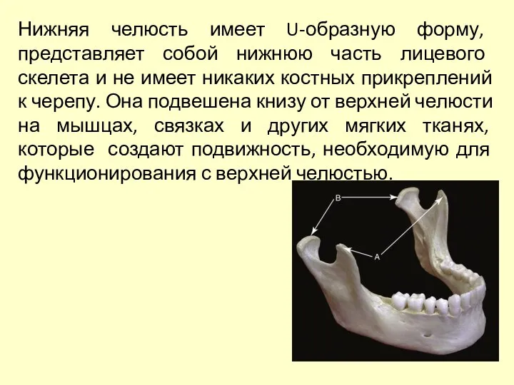 Нижняя челюсть имеет U-образную форму, представляет собой нижнюю часть лицевого скелета