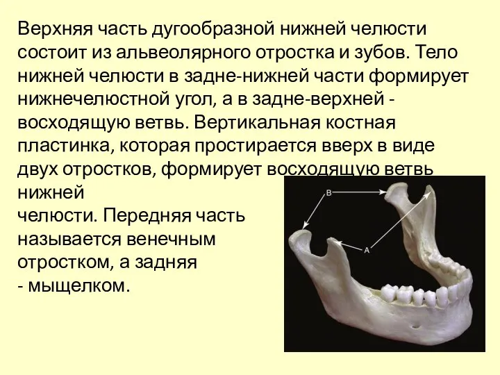 Верхняя часть дугообразной нижней челюсти состоит из альвеолярного отростка и зубов.